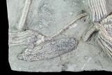 Stunning Crinoid Plate ( species) - Crawfordsville #94830-2